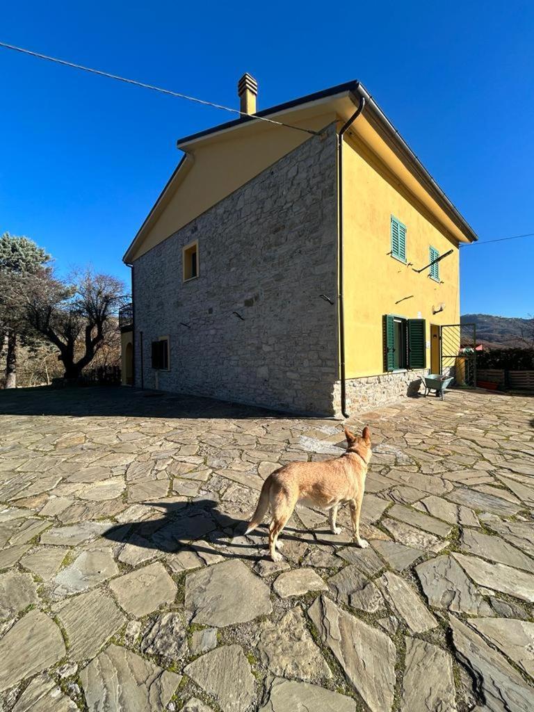 Il Gelso