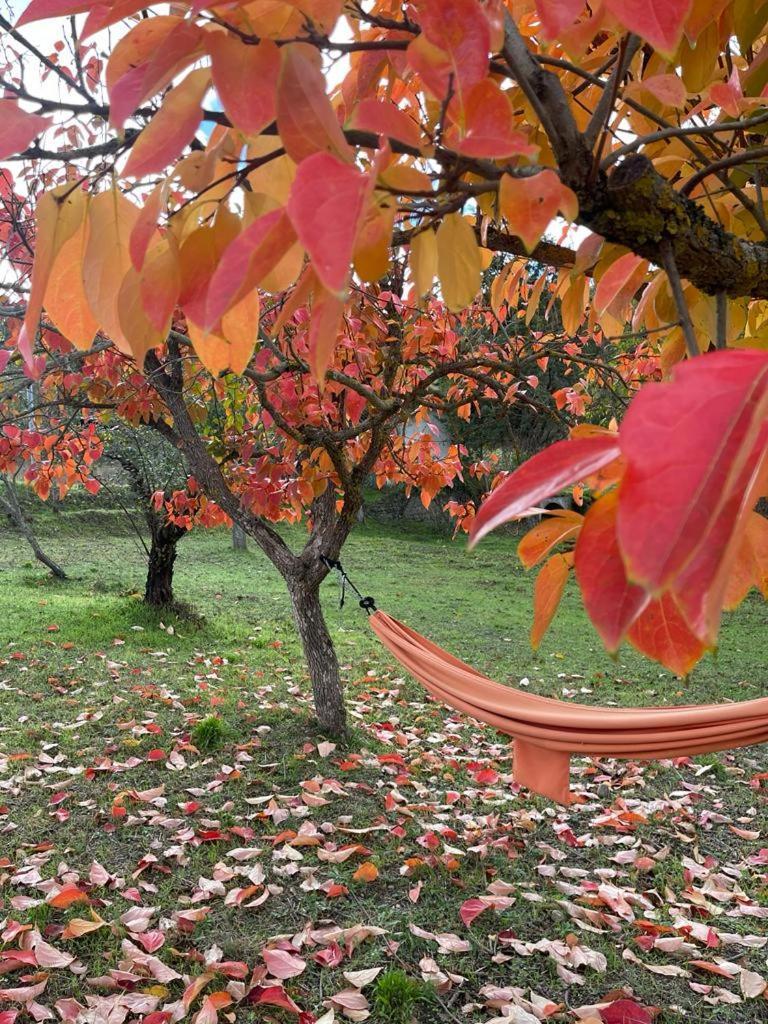 Country house Il Gelso *